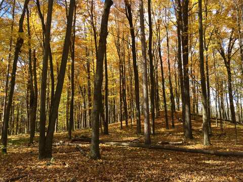 Stroll with a Naturalist: How Nature Prepares for Winter FREE