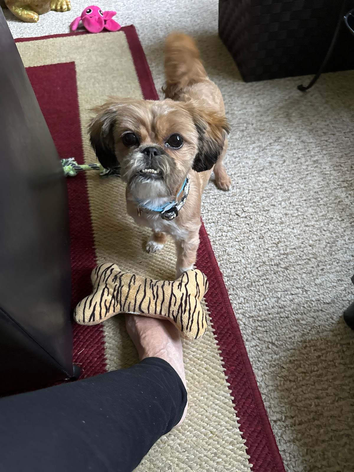 Pretty Paws Pet Grooming — photo 3