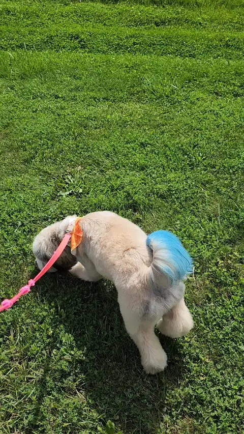 Pretty Paws Pet Grooming — photo 4