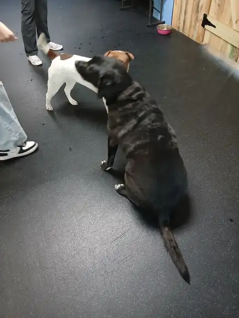 Canine Enrichment Center — photo 5