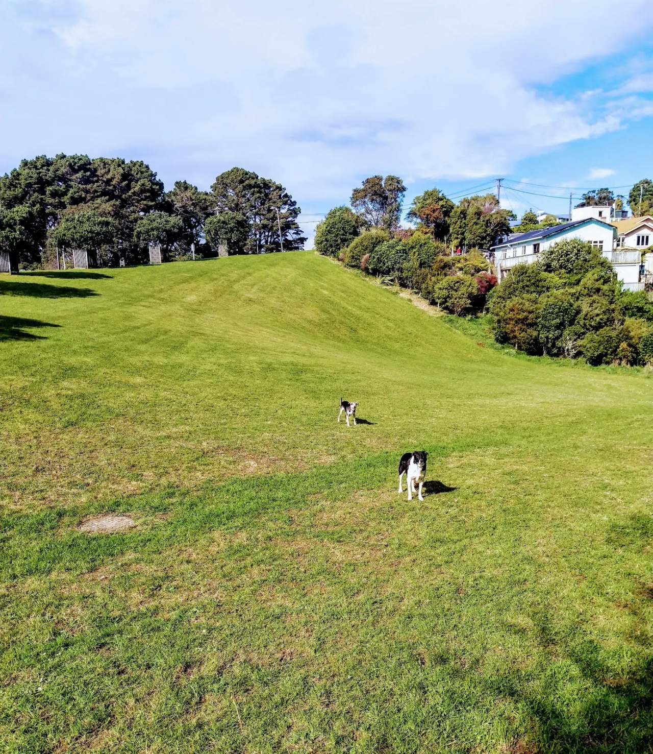 Cog Park Dog Exercise Area — photo 1