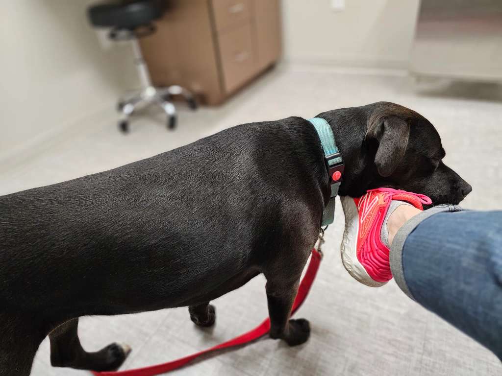 Midwest Veterinary Specialists