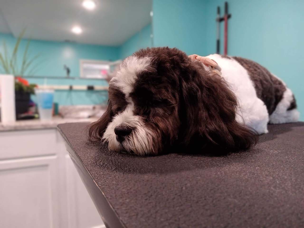 Paws and Reflect Pet Grooming — photo 4