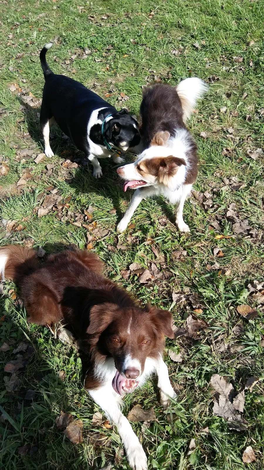 Sheboygan Dog Park — photo 3