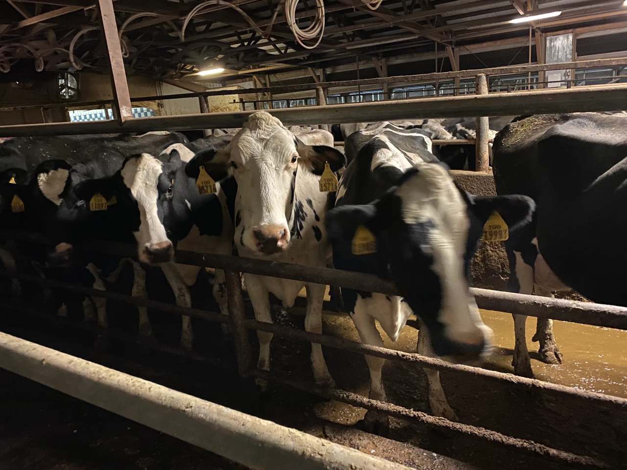 Rockland Dairy Inc — photo 2