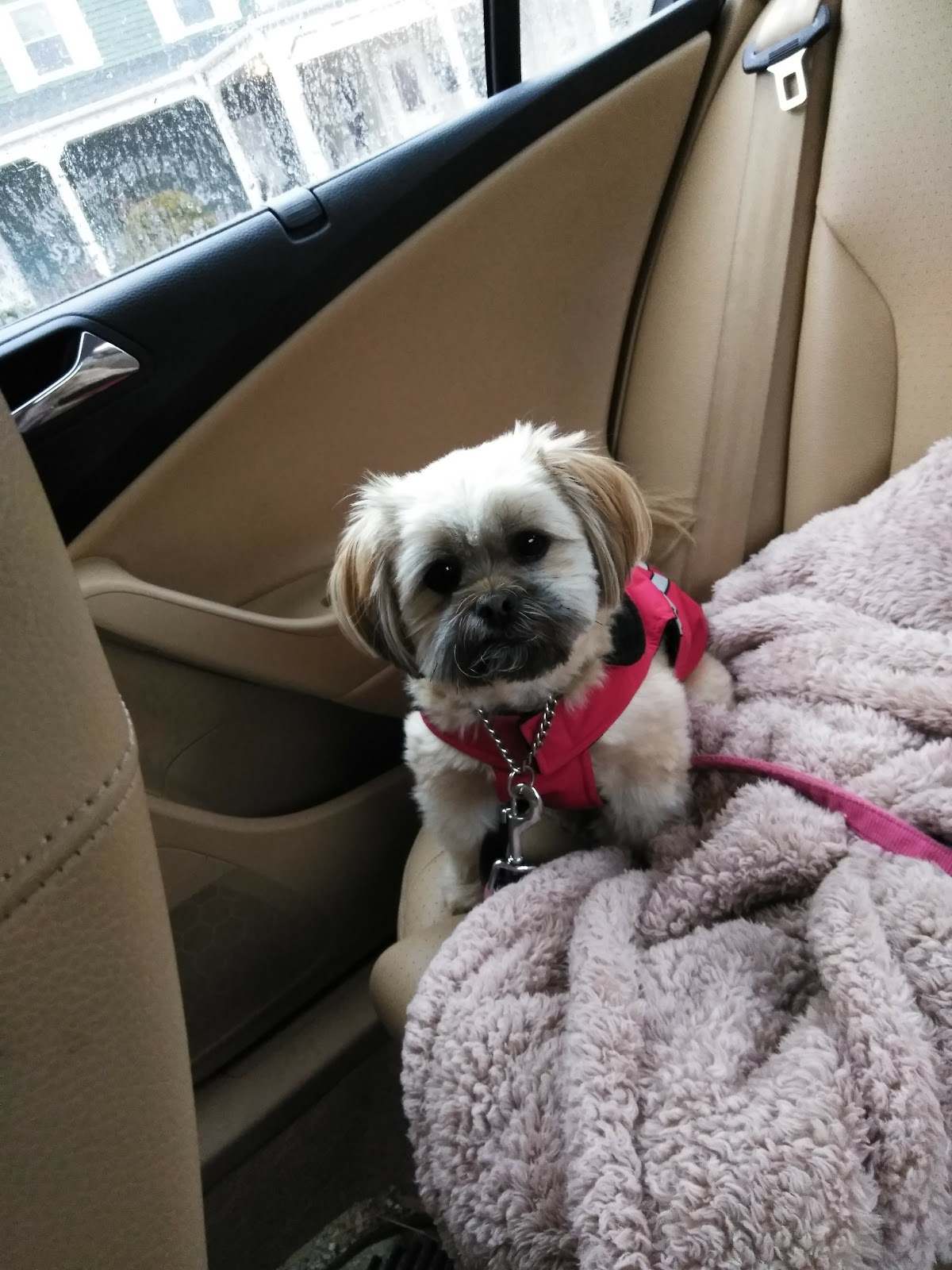 Posh Pooch — photo 1