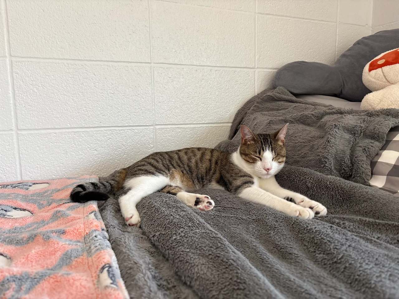 Elmbrook Humane Society — photo 1