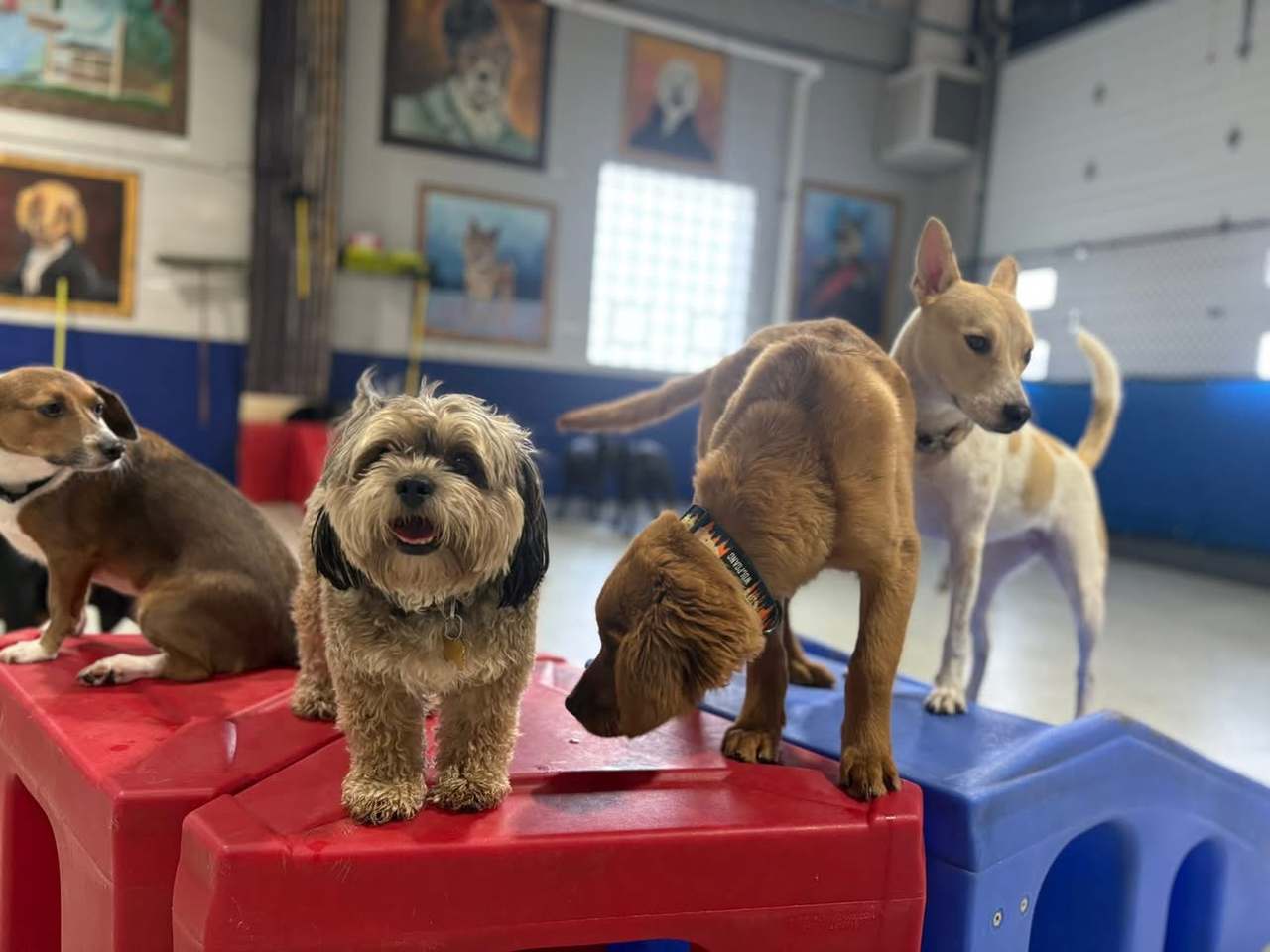Playtime Doggy Daycare III — photo 1