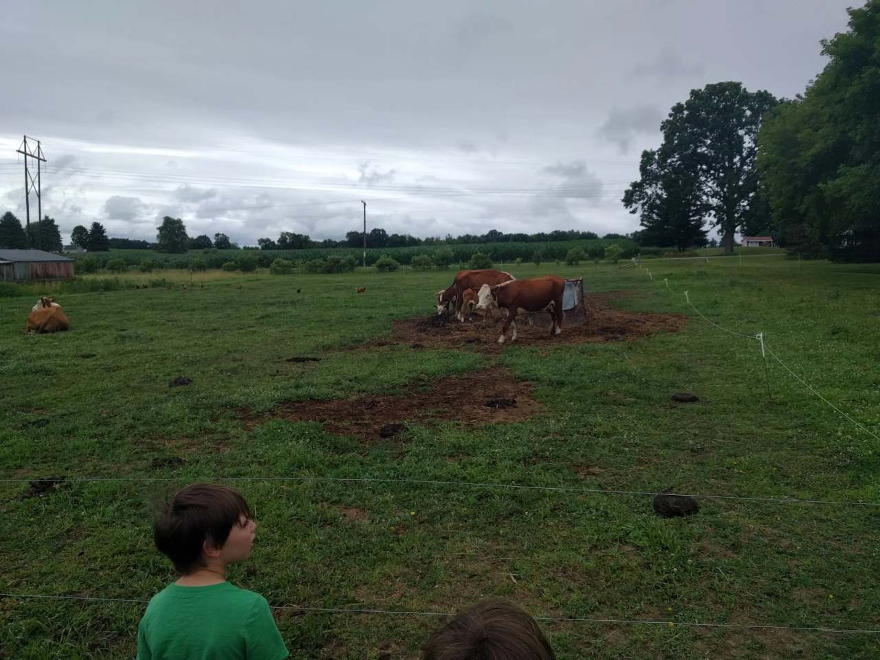 Morning Star Family Farm, LLC — photo 1