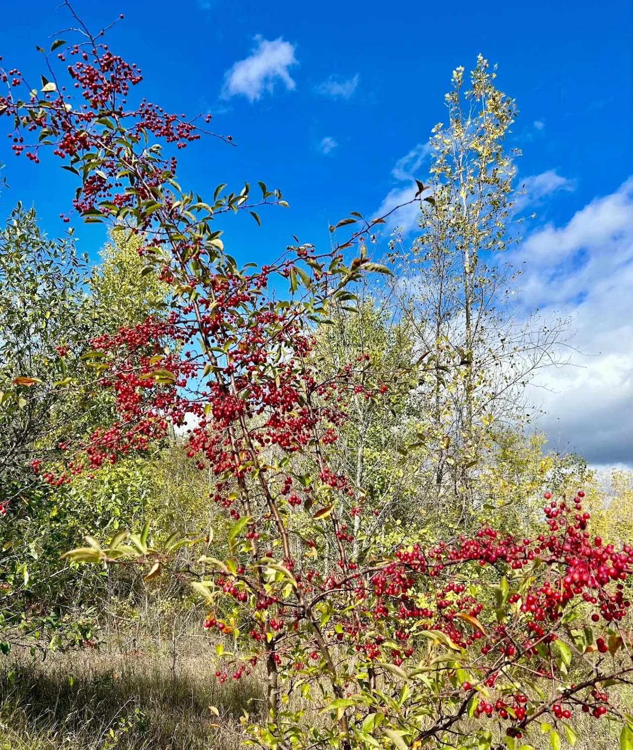 Kamrath Creek Forest & Fen State Natural Area — photo 1