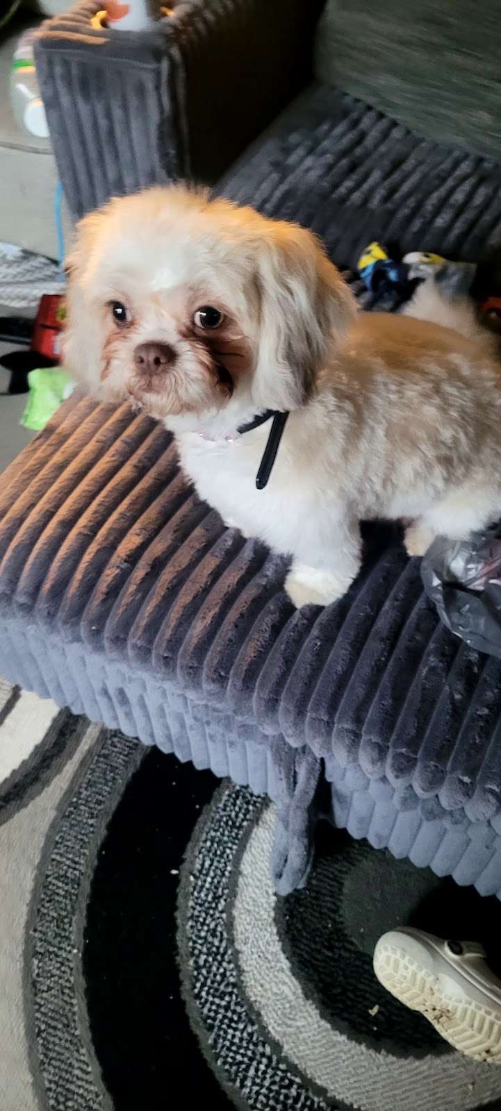 PetSmart Grooming