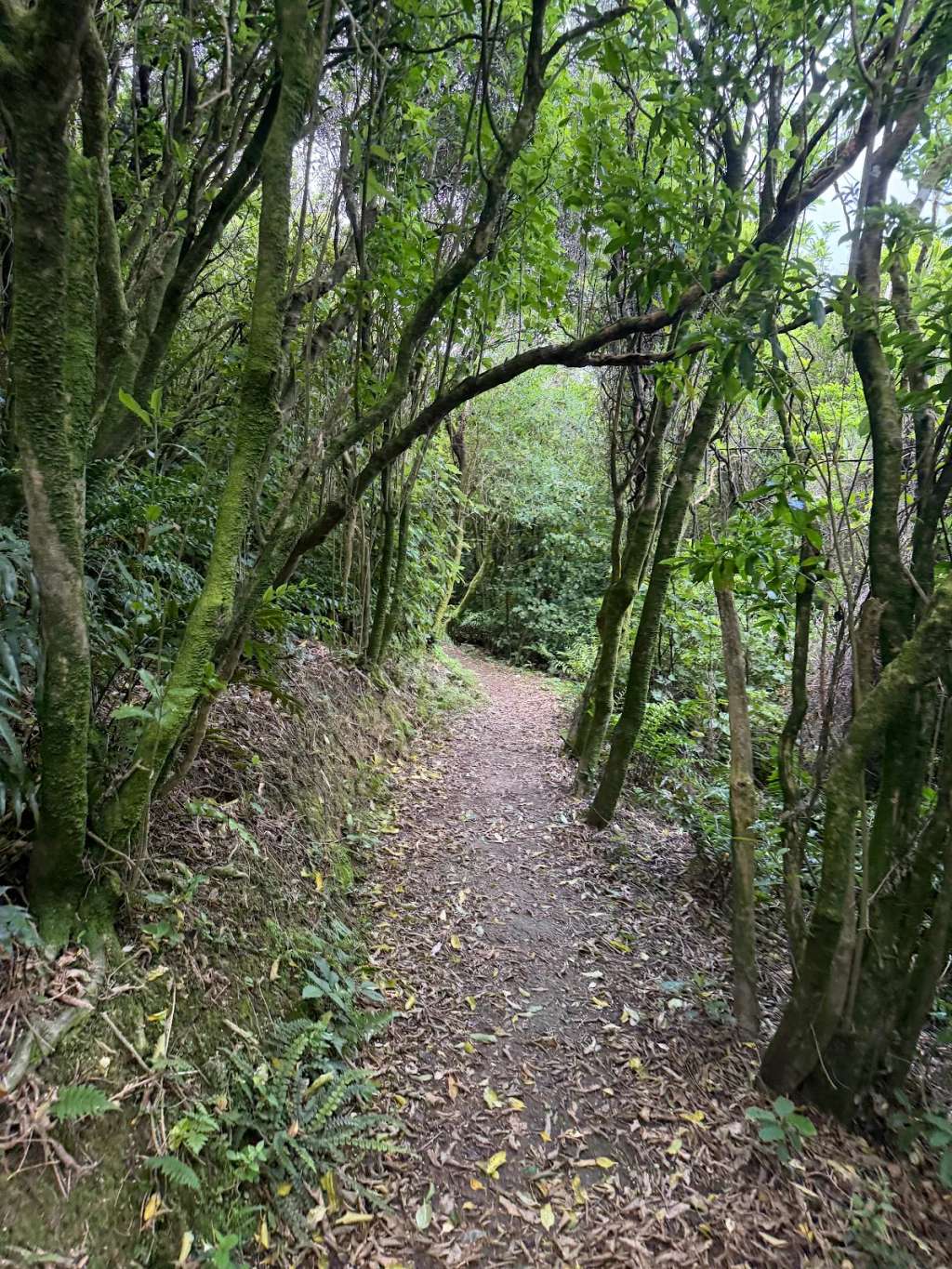 Waimapihi Reserve