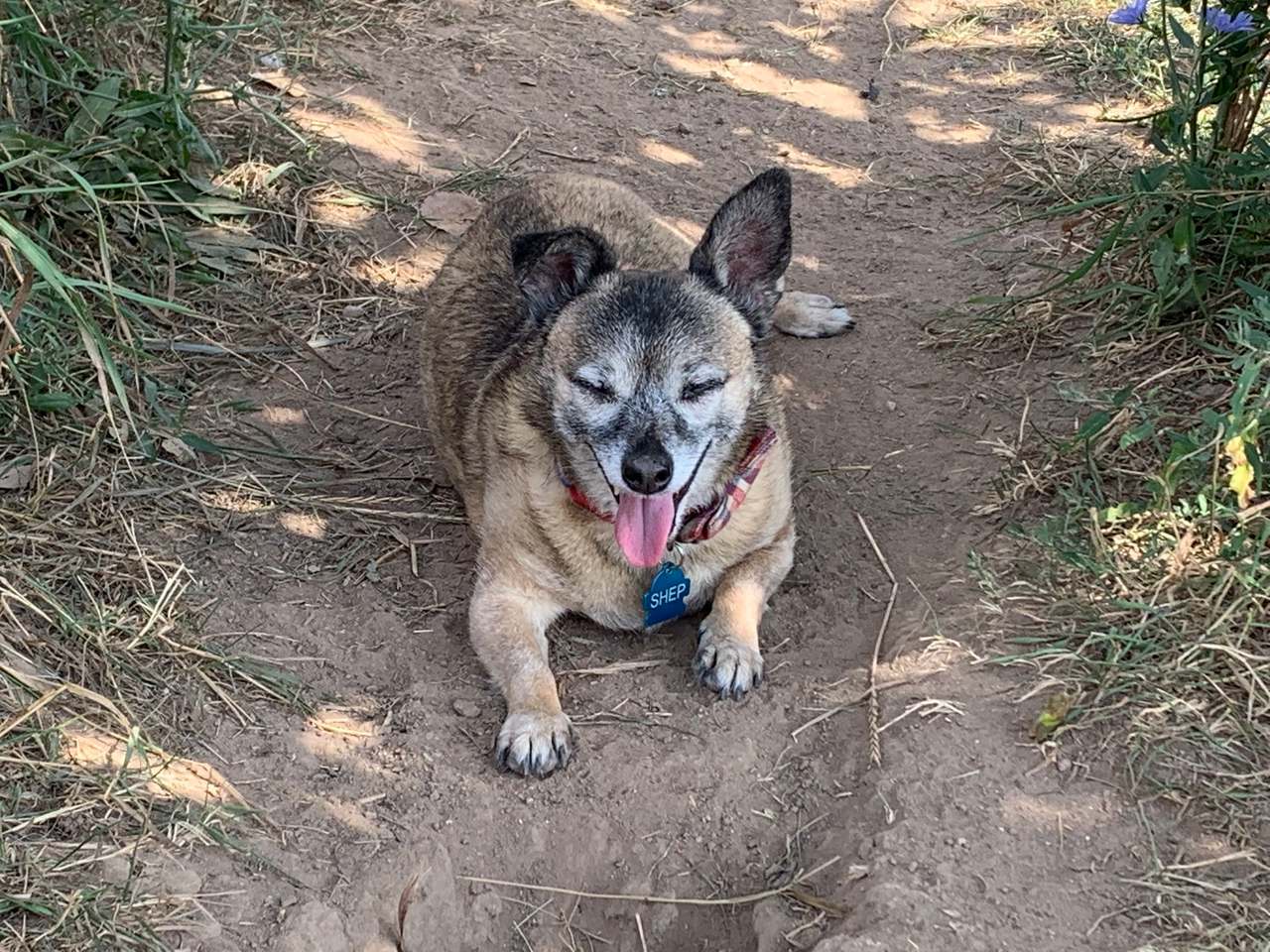 Four Paws Inn — photo 5