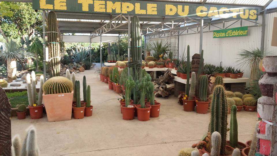 THE TEMPLE OF CACTUS — photo 1