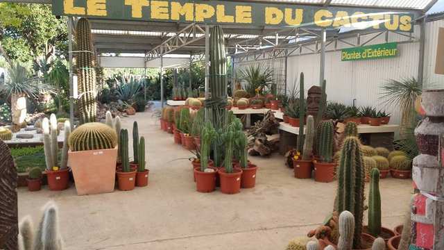 THE TEMPLE OF CACTUS