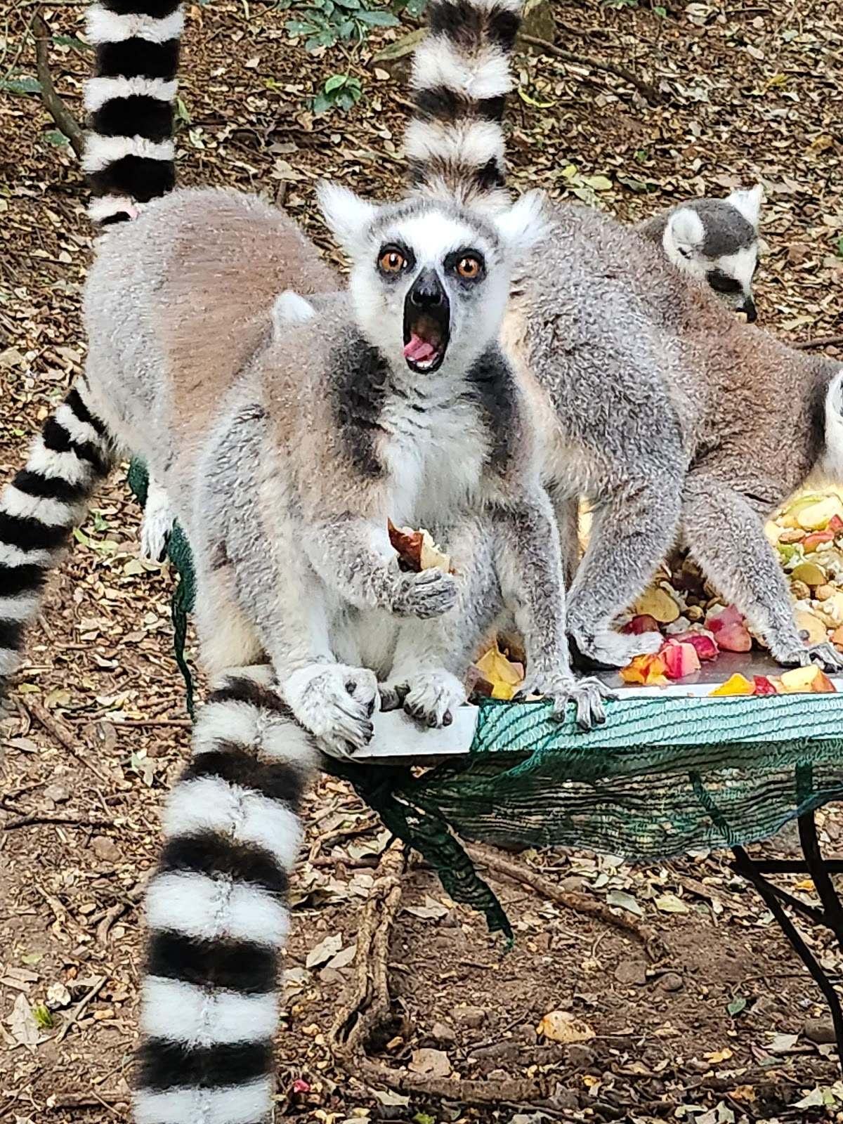The Hidden Forest Wildlife Sanctuary — photo 3