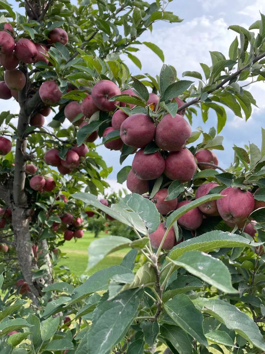 M&T's Gibbsville Orchard