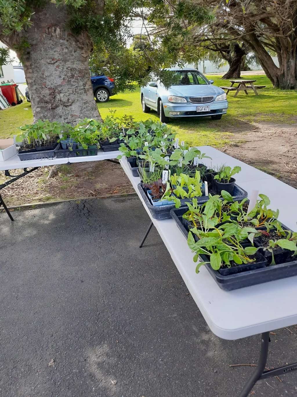Grow On Katikati - Community Gardening, Seeds, Seedlings, Skills