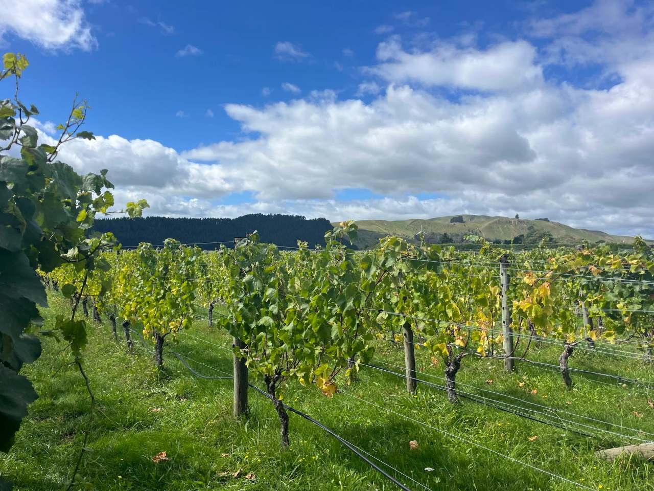 Moy Hall Vineyard — photo 5
