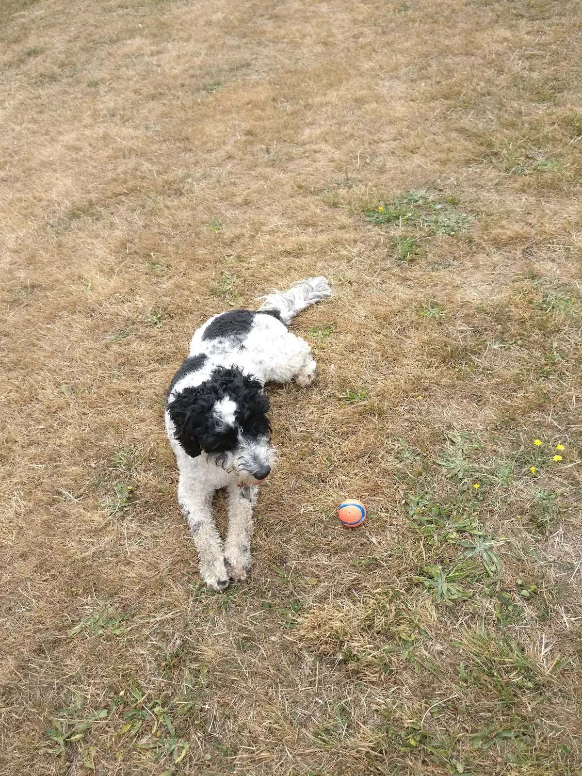 Silverstream Road Reserve Dog Area — photo 1
