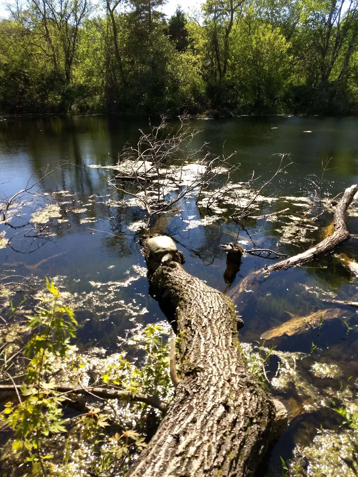 Blue Heron Wild Life Sanctuary — photo 1