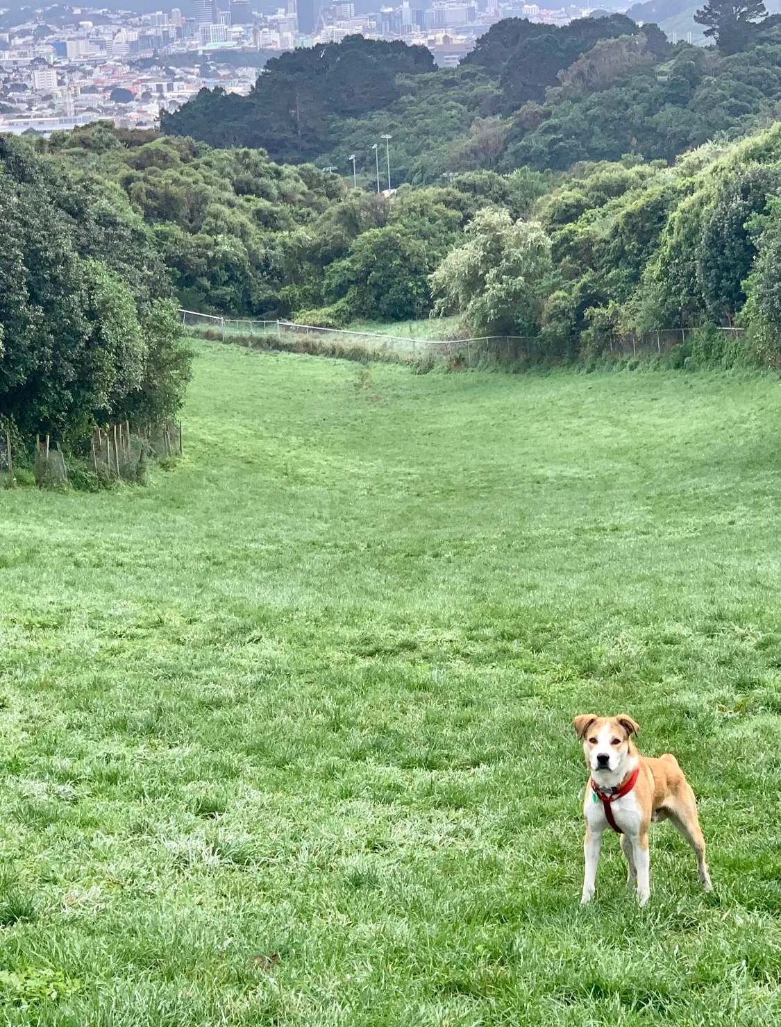 Mount Albert Park dog exercise area — photo 1