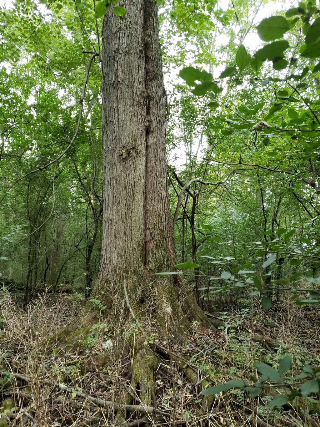 Little Menomonee Nature Preserve