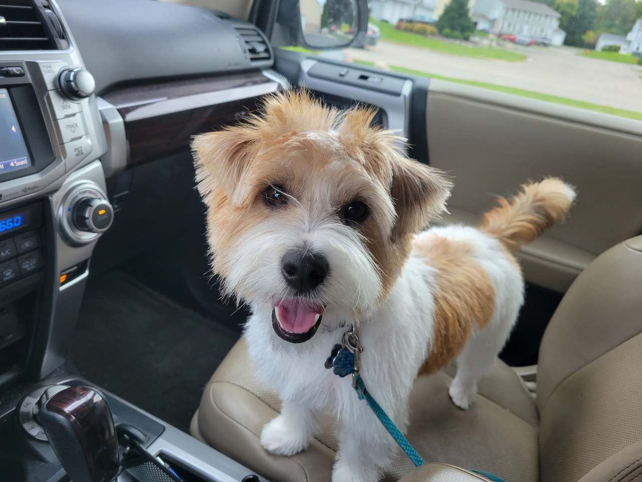 Jenna'Furs Dog Grooming — photo 3