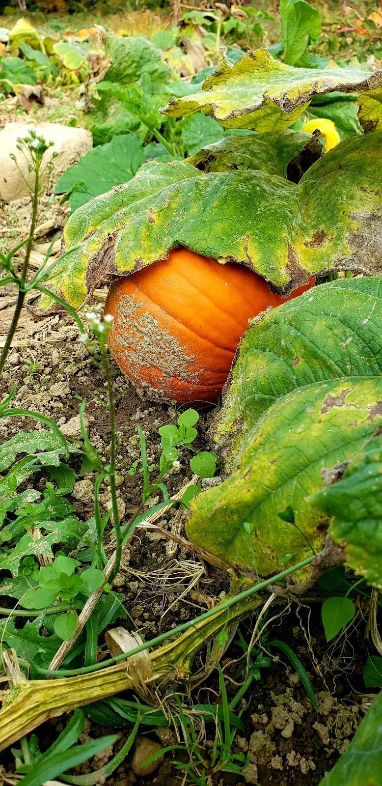 Logue Farms Farm Stand — photo 1
