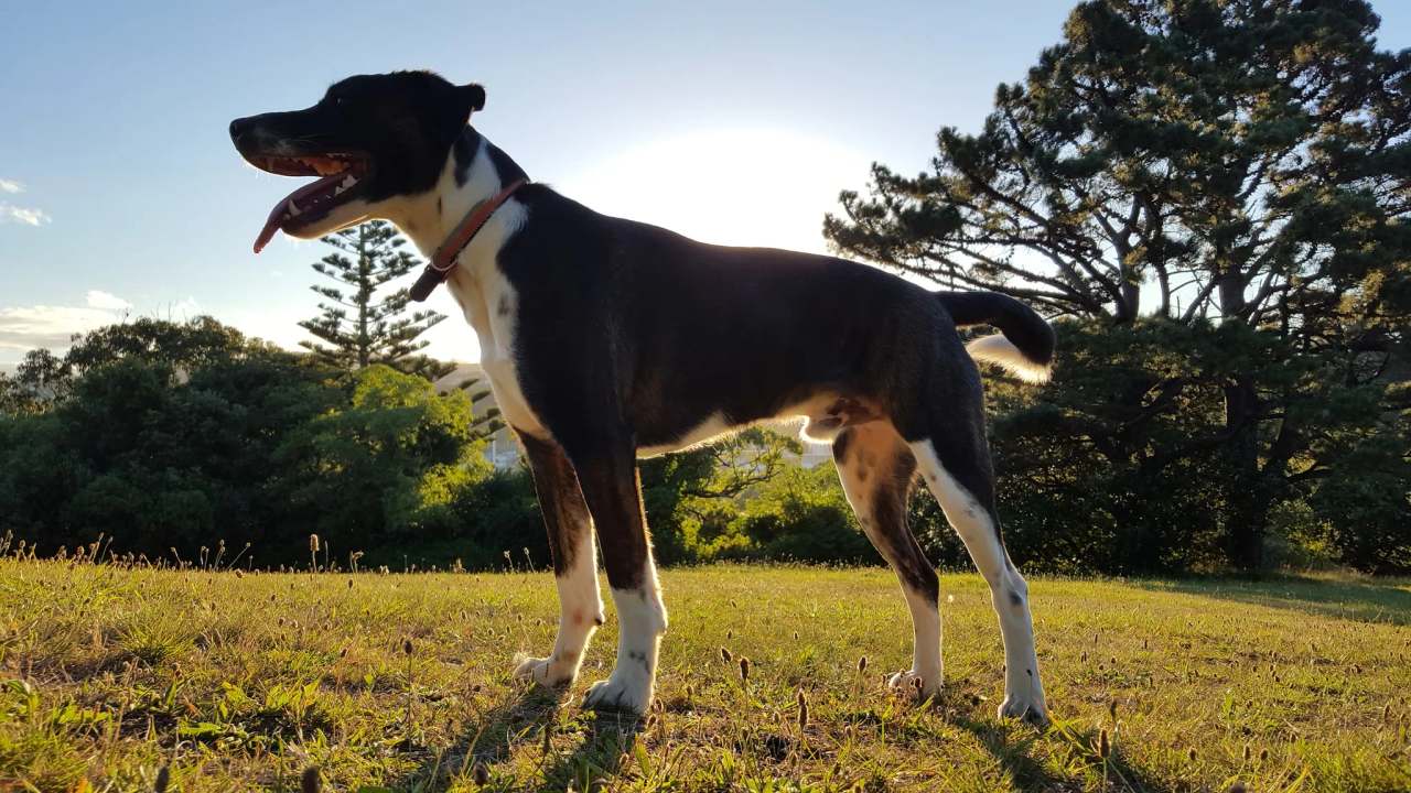Woof Woof Ruf — photo 1