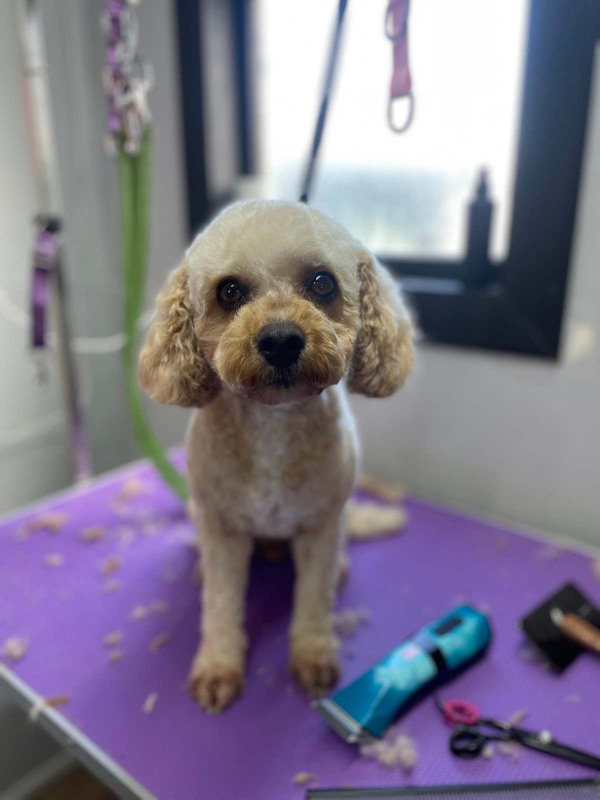 Barking Beauty Pet Grooming — photo 3