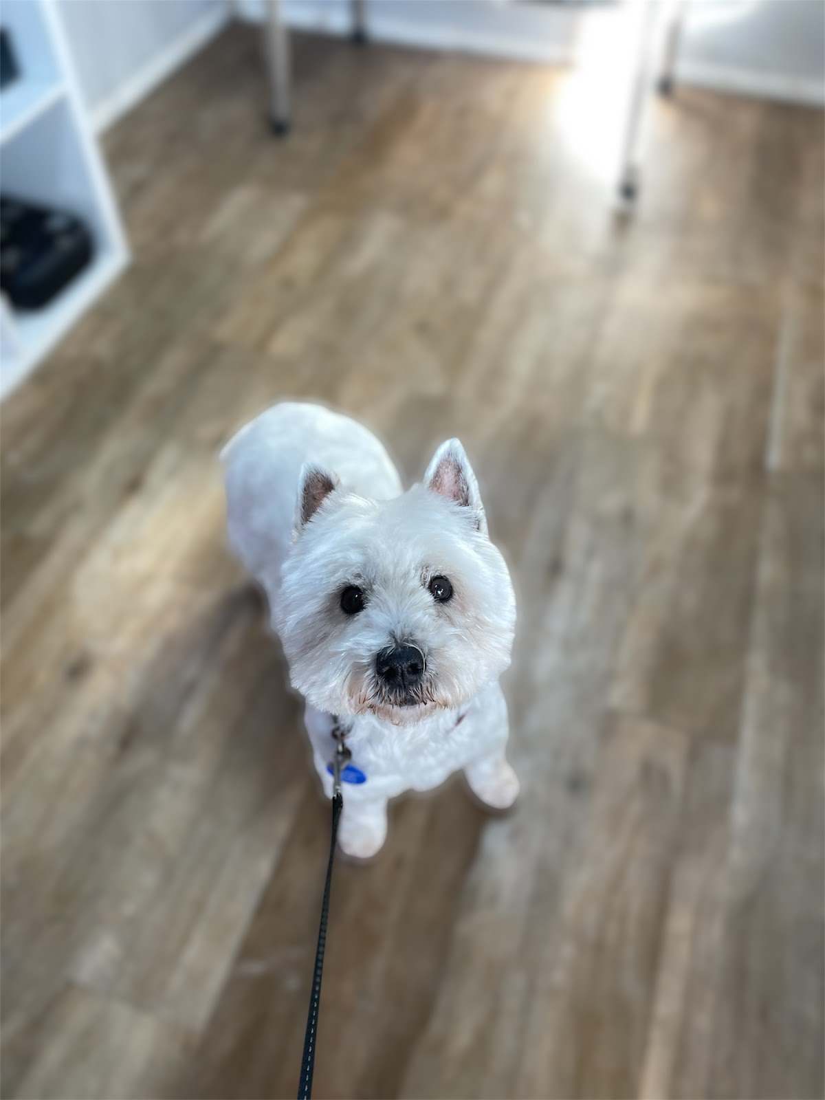 Barking Beauty Pet Grooming — photo 2
