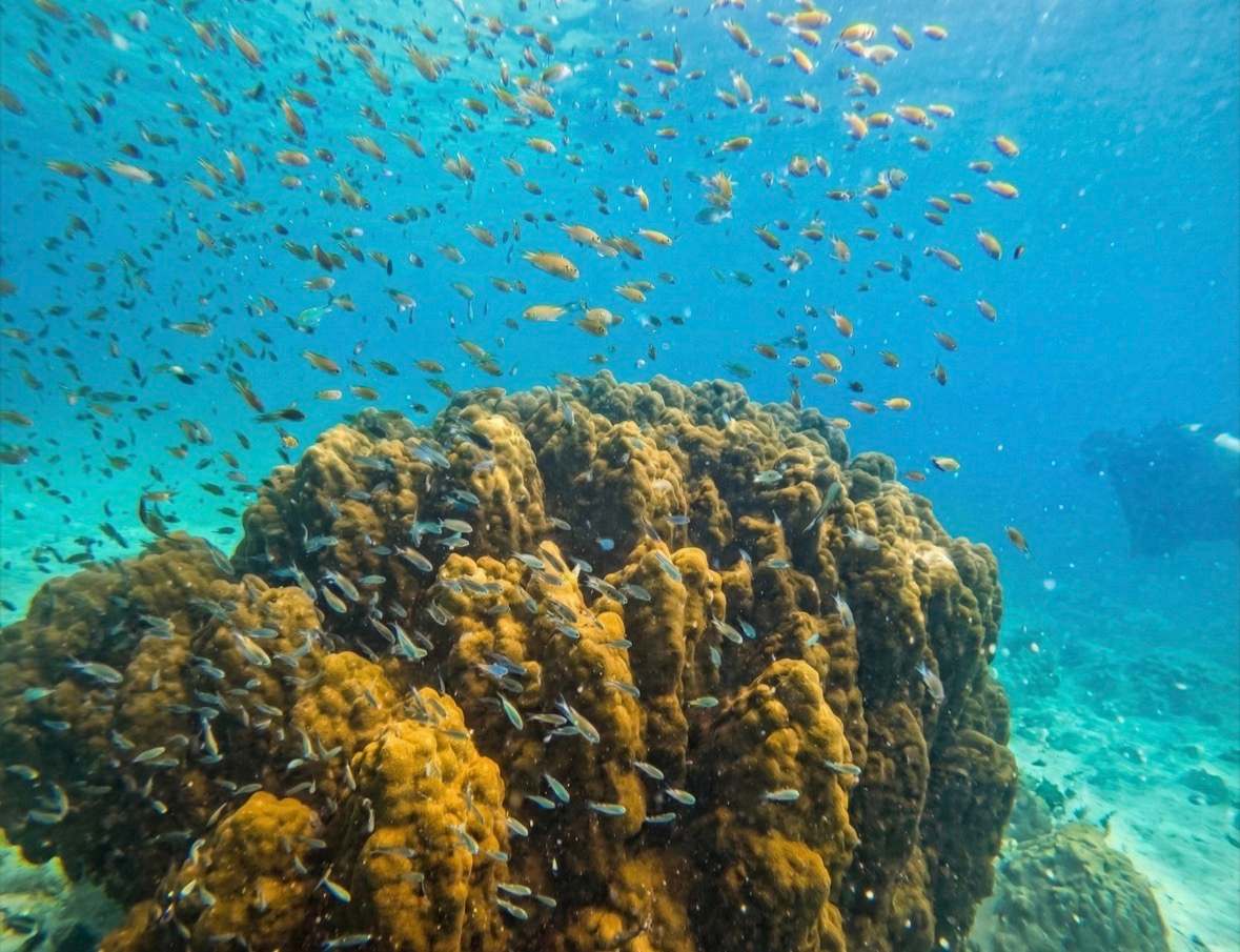 bb divers koh kood บีบี ไดเวอร์ส เกาะกูด — photo 3