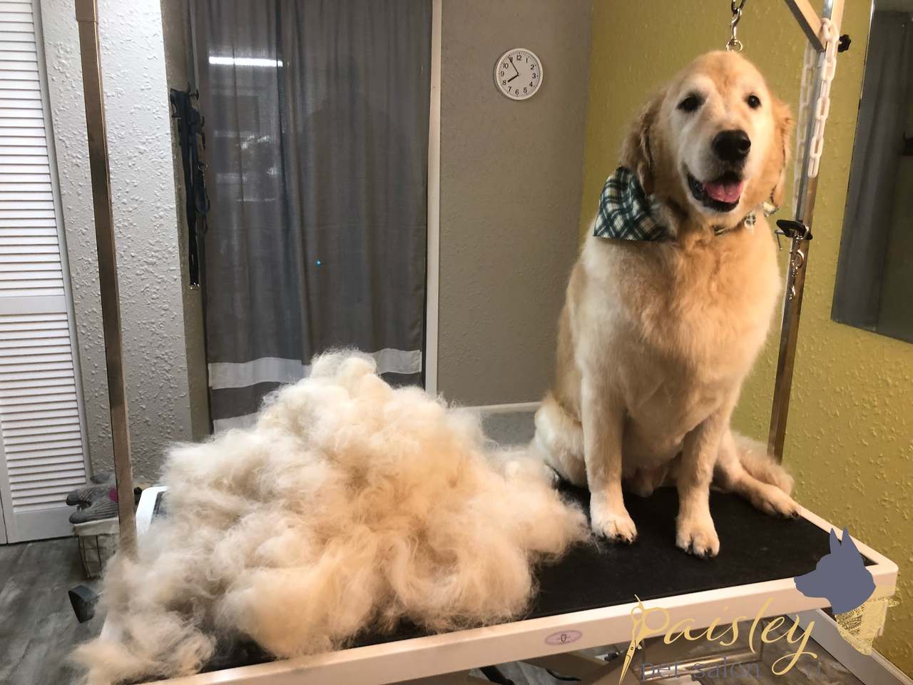 Paisley Pet Salon — photo 2