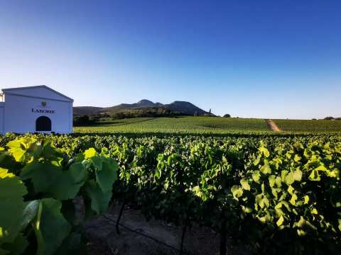 Laborie Wine Estate — photo 3