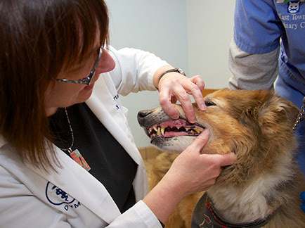 East Towne Veterinary Clinic — photo 4