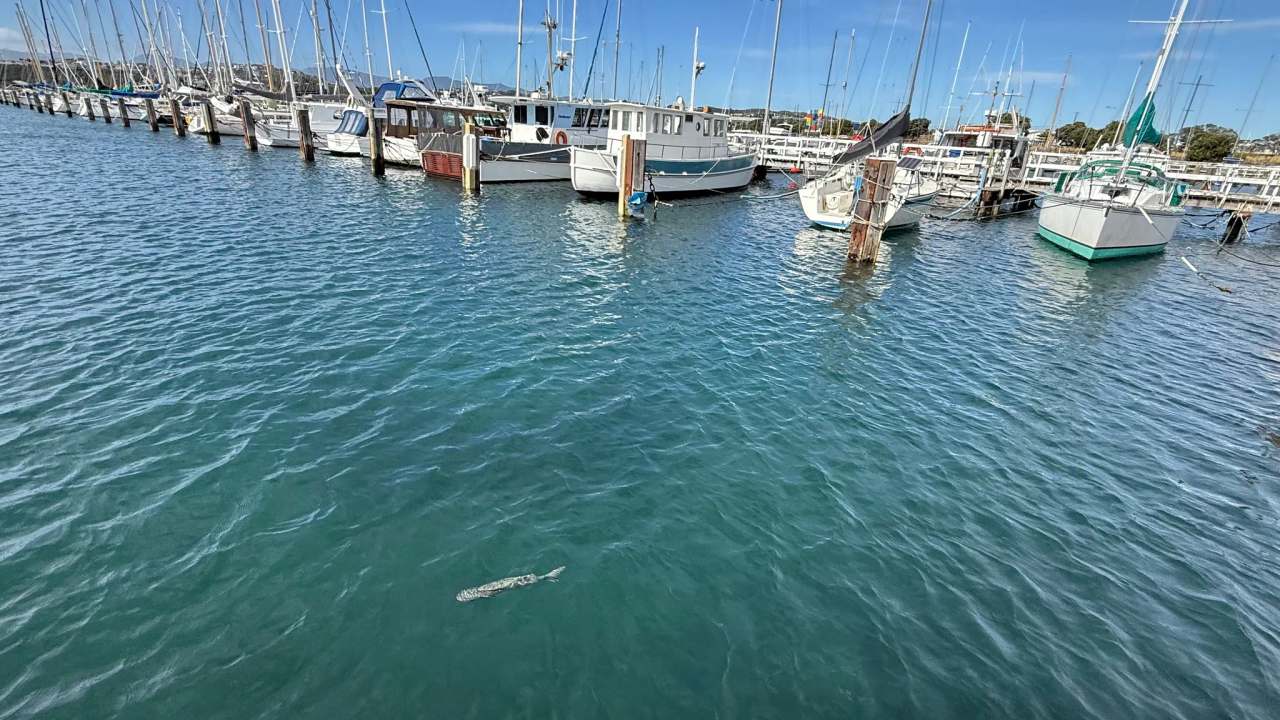 Evans Bay Marina Self Contained Camping — photo 1