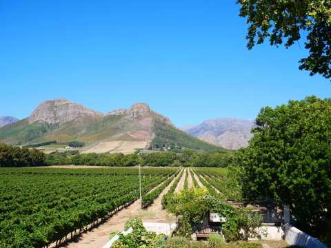 La Bri Wine Estate — photo 3