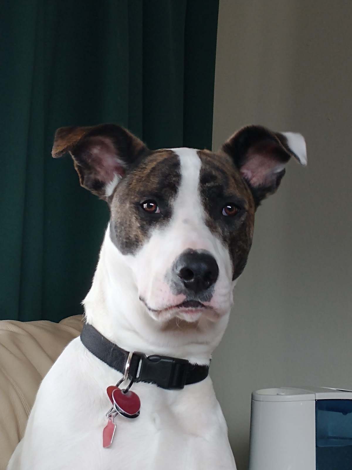 Saukville Veterinary Clinic: Stephani Jennifer DVM — photo 1